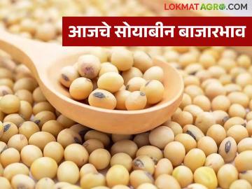 Soybean Bajar Bhav : राज्यात सोयाबीनची आवक घटली; दर्जेदार मालाला भाव वाचा सविस्तर - Marathi News | latest new Soybean Bajar Bhav: Soybean arrivals in the state have decreased; Read the prices of quality goods in detail | Latest News at Lokmat.com