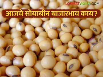 Soybean Bajar Bhav : पिवळ्या सोयाबीनला भाव, दरात सुधारणा; लातूर, अकोला आघाडीवर - Marathi News | latest news Soybean Bajar Bhav : Yellow soybean prices, price improvement; Latur, Akola in the lead | Latest News at Lokmat.com Soybean Bajar Bhav : पिवळ्या सोयाबीनला भाव, दरात सुधारणा; लातूर, अकोला आघाडीवर - Marathi News | latest news Soybean Bajar Bhav : Yellow soybean prices, price improvement; Latur, Akola in the lead | Latest News at Lokmat.com