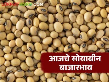 Soybean Bajar Bhav : सोयाबीनचे दर चढ- उतार; आवक मंदावली वाचा सविस्तर - Marathi News | latest news Soybean Bajar Bhav : Fluctuations in soybean prices; Inflows slowed | Latest News at Lokmat.com