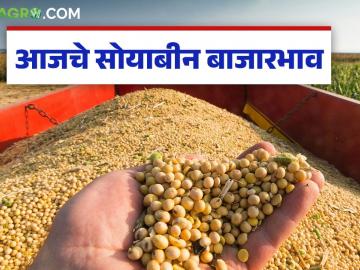 Soybean Bajar Bhav : सोयाबीन बाजारात तेजीची चाहूल; पिवळ्या जातीला उठाव वाचा सविस्तर - Marathi News | latest news Soybean Bajar Bhav: Signs of a boom in the soybean market; Yellow variety is on the rise Read in detail | Latest News at Lokmat.com