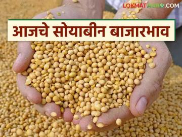 Soybean Bajar Bhav : सोयाबीन दर स्थिर, पण आवक घटली; पिवळ्या जातीला सर्वाधिक मागणी - Marathi News | latest news Soybean Bajar Bhav : Soybean prices stable, but arrivals decreased! Yellow variety in highest demand | Latest News at Lokmat.com
