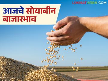 Soybean Bajar Bhav : सोयाबीन मार्केट अपडेट: कोणत्या बाजारात भाव वधारले? जाणून घ्या सविस्तर - Marathi News | latest news Soybean Market Update: In which market did the prices increase? Know in detail | Latest News at Lokmat.com