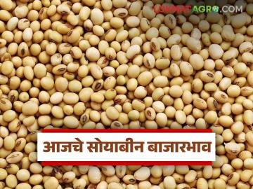 Soybean Bajar Bhav : सोयाबीन बाजारात मंदीचा सुर; जाणून घ्या बाजारभाव सविस्तर - Marathi News | latest news Soybean Bajar Bhav : Bearish tone in soybean market; Know the market price in detail | Latest News at Lokmat.com Soybean Bajar Bhav : सोयाबीन बाजारात मंदीचा सुर; जाणून घ्या बाजारभाव सविस्तर - Marathi News | latest news Soybean Bajar Bhav : Bearish tone in soybean market; Know the market price in detail | Latest News at Lokmat.com