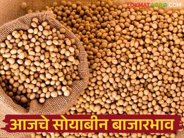Soybean Bajar Bhav : ५४ हजार क्विंटल सोयाबीनची आवक; जाणून घ्या आजचे बाजारभाव - Marathi News | Soybean Bajar Bhav: 54 thousand quintals of soybeans arrived; Know today's market price | Latest News at Lokmat.com
