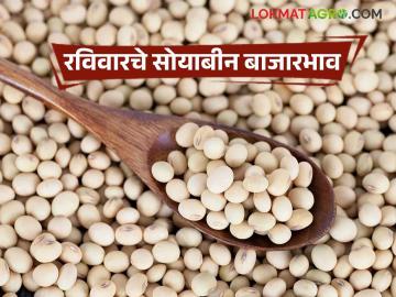 Soybean Bajar Bhav : सोयाबीन बाजारात आवक घटली; देवणीत मिळाला उच्चांक वाचा सविस्तर - Marathi News | latest news Soybean Bajar Bhav : Arrivals in the soybean market decreased; Devani got a high mark. Read in detail | Latest market-yard News at Lokmat.com