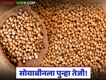 Soybean Bajar Bhav : बाजारात सोयाबीनला पुन्हा तेजी; दरांनी ओलांडला 'इतक्या' हजारांचा टप्पा वाचा सविस्तर - Marathi News | latest news Soybean Bajar Bhav: Soybean prices rise again in the market; Price crosses the mark of 'so many' thousands Read in detail | Latest News at Lokmat.com