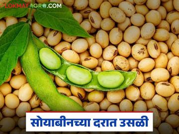 Soybean Market : सोयाबीन बाजारात तेजीचे संकेत; दर ५ हजारांपर्यंत जाणार? वाचा सविस्तर - Marathi News | latest news Soybean Market: Signs of bullishness in the soybean market; Will prices go up to 5 thousand? Read in detail | Latest News at Lokmat.com