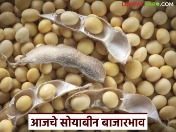 Soybean Bajar Bhav : सोयाबीनला भाव नाही? की बाजारात पुन्हा तेजी? जाणून घ्या आजचे भाव - Marathi News | latest news Soybean Bajar Bhav : No soybean price? Or is the market booming again? Know today's prices | Latest News at Lokmat.com