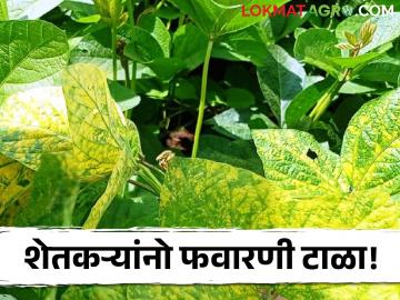सोयाबीनवर फवारणीसाठी आता पैसे खर्च करू नका ; काय उपाय योजना कराव्यात वाचा सविस्तर   - Marathi News | Don't spend money now on spraying soybeans; Read in detail what measures to plan   | Latest News at Lokmat.com
