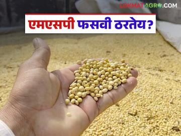 Soybean Kharedi : ५८ दिवसांत सोयाबीनची केवळ ५.७४ लाख टन खरेदी; उद्दिष्टपूर्ती होणार का? वाचा सविस्तर - Marathi News | latest news Soybean Kharedi: Only 5.74 lakh tonnes of soybeans purchased in 58 days; Will the target be met? Read in detail | Latest News at Lokmat.com Soybean Kharedi : ५८ दिवसांत सोयाबीनची केवळ ५.७४ लाख टन खरेदी; उद्दिष्टपूर्ती होणार का? वाचा सविस्तर - Marathi News | latest news Soybean Kharedi: Only 5.74 lakh tonnes of soybeans purchased in 58 days; Will the target be met? Read in detail | Latest News at Lokmat.com