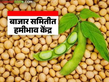 हमीभावापेक्षा कमी दरावर तोडगा; सोयाबीन हमीभाव केंद्रासाठी आता बाजार समित्याकडून प्रस्ताव मागविले - Marathi News | Solution at a price lower than the MSP; Proposals now sought from the market committee for the soybean MSP center | Latest News at Lokmat.com