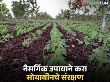 Soybean Pik : सोयाबीन पिकांवर संकट; 'ही' फवारणी ठरत आहे रामबाण उपाय वाचा सविस्तर - Marathi News | latest news Soybean Pik: Crisis on soybean crops; 'This' spraying is proving to be a panacea Read in detail | Latest News at Lokmat.com