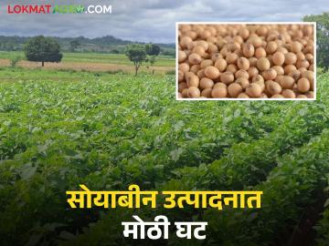 Soybean Crop Damage : मुसळधार पावसाचा फटका; सोयाबीन उत्पादन अर्ध्यावर वाचा सविस्तर - Marathi News | latest news Soybean Crop Damage: Heavy rains hit; Soybean production halved Read in detail | Latest News at Lokmat.com Soybean Crop Damage : मुसळधार पावसाचा फटका; सोयाबीन उत्पादन अर्ध्यावर वाचा सविस्तर - Marathi News | latest news Soybean Crop Damage: Heavy rains hit; Soybean production halved Read in detail | Latest News at Lokmat.com