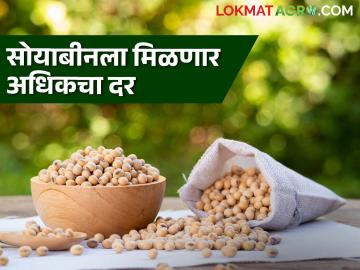 Soybean Hamibhav : सोयाबीनसाठी यंदाचा हमीभाव इतक्या रुपयांनी अधिक; शासनाने काय दिला दर ते वाचा सविस्तर - Marathi News | Soybean Hamibhav: This year's guaranteed price for soybeans increased by Rs. Read the detailed rate given by the government | Latest News at Lokmat.com