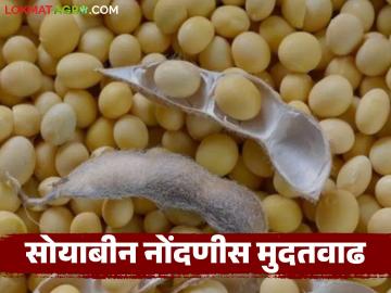 NAFED Soybean Kharedi : नाफेड सोयाबीन नोंदणीला मुदतवाढ; हमीभावाची आशा वाढली वाचा सविस्तर - Marathi News | latest news NAFED Soybean Kharedi: Nafed soybean registration extended; Hopes for guaranteed price increased Read in detail | Latest News at Lokmat.com