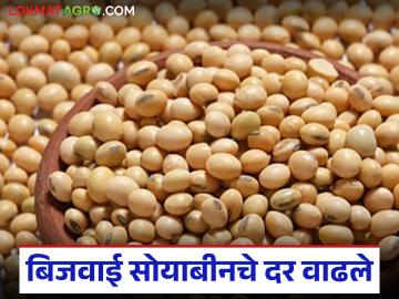 Bijwai Soybean Market Update : बिजवाई सोयाबीनचे दर वाढले, पण उत्पादन कमी वाचा सविस्तर - Marathi News | latest news Bijwai Soybean Market Update: Bijwai soybean prices increased, but production decreased Read in detail | Latest News at Lokmat.com