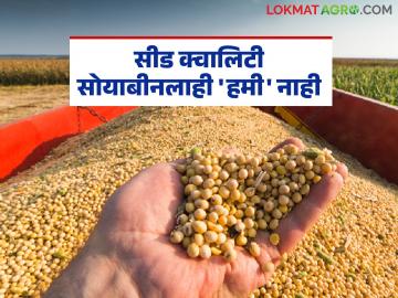 Soybean Market : सीड क्वालिटी सोयाबीनलाही 'हमी' नाही; दर वाढीची प्रतीक्षा वाचा सविस्तर - Marathi News | latest news Soybean Market: Seed quality is not 'guaranteed' even for soybeans; Waiting for price hike Read in detail | Latest News at Lokmat.com Soybean Market : सीड क्वालिटी सोयाबीनलाही 'हमी' नाही; दर वाढीची प्रतीक्षा वाचा सविस्तर - Marathi News | latest news Soybean Market: Seed quality is not 'guaranteed' even for soybeans; Waiting for price hike Read in detail | Latest News at Lokmat.com