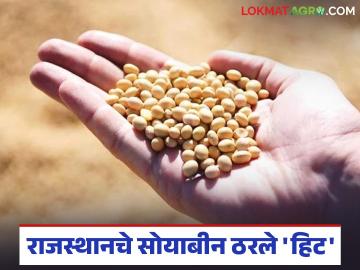Soybean Seed Market : राजस्थानचे सोयाबीन ठरले 'गेम चेंजर'; कंपन्यांमध्ये खरेदीची चढाओढ वाचा सविस्तर - Marathi News | latest news Soybean Seed Market: Rajasthan's soybeans become 'game changer'; Read details of the bidding war between companies | Latest News at Lokmat.com Soybean Seed Market : राजस्थानचे सोयाबीन ठरले 'गेम चेंजर'; कंपन्यांमध्ये खरेदीची चढाओढ वाचा सविस्तर - Marathi News | latest news Soybean Seed Market: Rajasthan's soybeans become 'game changer'; Read details of the bidding war between companies | Latest News at Lokmat.com