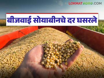 Soybean Seed Market : बीजवाई सोयाबीनच्या दरात अवघ्या १८ दिवसांत हजारोंची घट वाचा सविस्तर - Marathi News | latest news Soybean Seed Market: Seed soybean prices drop by thousands in just 18 days Read in detail | Latest News at Lokmat.com