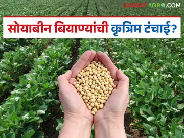 Biyancha Tutvada : सोयाबीन बियाण्यांचा कृत्रिम तुटवडा; खताची सक्ती? काय आहे प्रकार जाणून घ्या - Marathi News | latest news Biyancha Tutvada: Artificial shortage of soybean seeds; Compulsion to use fertilizer? Know what it is, its types | Latest News at Lokmat.com Biyancha Tutvada : सोयाबीन बियाण्यांचा कृत्रिम तुटवडा; खताची सक्ती? काय आहे प्रकार जाणून घ्या - Marathi News | latest news Biyancha Tutvada: Artificial shortage of soybean seeds; Compulsion to use fertilizer? Know what it is, its types | Latest News at Lokmat.com
