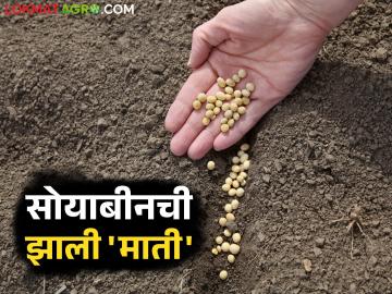 Soybean Seeds : उगवणारं बियाणं उगवलंच नाही; कंपन्यांचे हात वर, शेतकऱ्यांची फसवणूक वाचा सविस्तर - Marathi News | latest news Soybean Seeds : The Soybean seeds that were supposed to sprout didn't sprout at all! Read in detail about the companies' deception of farmers | Latest News at Lokmat.com Soybean Seeds : उगवणारं बियाणं उगवलंच नाही; कंपन्यांचे हात वर, शेतकऱ्यांची फसवणूक वाचा सविस्तर - Marathi News | latest news Soybean Seeds : The Soybean seeds that were supposed to sprout didn't sprout at all! Read in detail about the companies' deception of farmers | Latest News at Lokmat.com