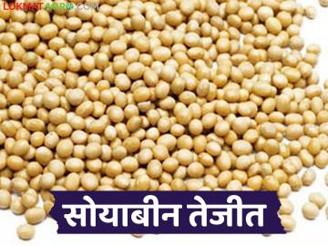 Soybean Market : सोयाबीन तेजीत; बीजवाईचे दर ७ हजार पार वाचा सविस्तर - Marathi News | latest news Soybean Market: Soybean is on the rise; seeds prices are above 7 thousand. Read in detail | Latest News at Lokmat.com