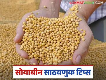 Soybean storing Tips: सोयाबीनचा साठा करताय तर 'या' टिप्स नक्की वाचा - Marathi News | Soybean storing Tips: latest news Read these tips while storing soybeans | Latest News at Lokmat.com