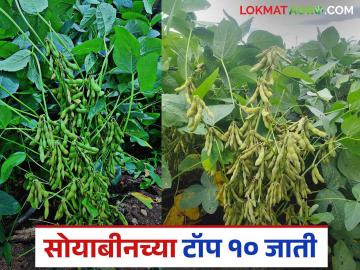 यंदाच्या खरीपात सोयाबीनच्या अधिक उत्पादनासाठी टॉप १० जाती कोणत्या? जाणून घ्या सविस्तर - Marathi News | What are the top 10 varieties for higher soybean production in this Kharif season? Find out in detail | Latest News at Lokmat.com