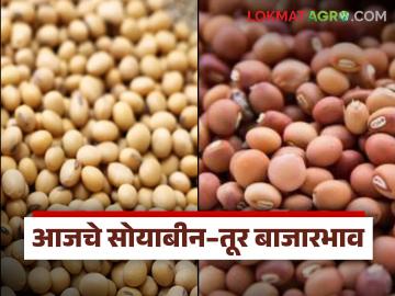 Soybean Tur Market : देवणी ठरली 'हॉट मार्केट'; सोयाबीन–तुरीला मिळाले उच्चांकी दर वाचा सविस्तर - Marathi News | latest news Soybean Tur Market: Deoni became a 'hot market'; Soybean-Turi got the highest prices Read in detail | Latest market-yard News at Lokmat.com