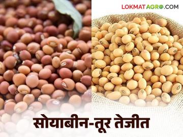 Dhanya Bajarbhav : आखाती युद्धाचा थेट परिणाम; सोयाबीन-तूर तेजीत, गव्हातही सुधारणा वाचा सविस्तर - Marathi News | latest news Dhanya Bajarbhav: Direct impact of Gulf War; Soybean-tur booming, wheat also improved Read in detail | Latest News at Lokmat.com
