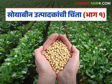 Soybean Crop Loss : अतिवृष्टीचा सोयाबीनवर घाला; हजारो एकर पीक कुजले वाचा सविस्तर - Marathi News | latest news Soybean Crop Loss: Heavy rains hit soybeans; Thousands of acres of crops rotted Read in detail | Latest News at Lokmat.com Soybean Crop Loss : अतिवृष्टीचा सोयाबीनवर घाला; हजारो एकर पीक कुजले वाचा सविस्तर - Marathi News | latest news Soybean Crop Loss: Heavy rains hit soybeans; Thousands of acres of crops rotted Read in detail | Latest News at Lokmat.com