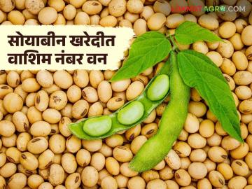 Soybean Kharedi : बाजारभावाला छेद देत हमीदर; सोयाबीन खरेदीत वाशिम नंबर वन - Marathi News | latest news Soybean Kharedi: Guaranteed price surpasses market price; Washim number one in soybean purchase | Latest News at Lokmat.com