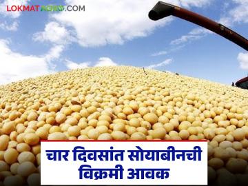 Soybean Market Update : दिवाळीच्या पार्श्वभूमीवर सोयाबीन बाजारात चैतन्य; चार दिवसांत सोयाबीनची विक्रमी आवक - Marathi News | latest news Soybean Market Update: Liveliness in the soybean market on the backdrop of Diwali; Record arrival of soybeans in four days | Latest News at Lokmat.com