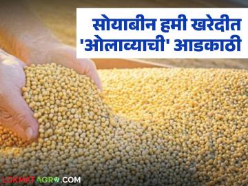 Soybean Kharedi : हमी खरेदी केंद्रांवर माल नाही! ओलावा ठरतोय सर्वात मोठा अडथळा - Marathi News | latest news Soybean Kharedi: No goods at guaranteed purchase centers! Moisture is becoming the biggest obstacle | Latest News at Lokmat.com Soybean Kharedi : हमी खरेदी केंद्रांवर माल नाही! ओलावा ठरतोय सर्वात मोठा अडथळा - Marathi News | latest news Soybean Kharedi: No goods at guaranteed purchase centers! Moisture is becoming the biggest obstacle | Latest News at Lokmat.com