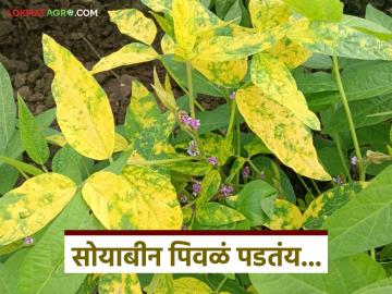 सोयाबीन पिकातील हिरवा व पिवळा मोझॅक रोग कसा ओळखावा? वाचा सविस्तर - Marathi News | How to identify green and yellow mosaic disease in soybean crop? Read in detail | Latest News at Lokmat.com सोयाबीन पिकातील हिरवा व पिवळा मोझॅक रोग कसा ओळखावा? वाचा सविस्तर - Marathi News | How to identify green and yellow mosaic disease in soybean crop? Read in detail | Latest News at Lokmat.com