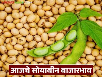 Soybean Bajar Bhav : सोयाबीन बाजारात तेजी; 'या' बाजार समितीत दर ६००० पार वाचा सविस्तर - Marathi News | latest news Soybean Bajar Bhav : Soybean market booms; Price at 6000 paise in 'Ya' market committee Read in detail | Latest News at Lokmat.com