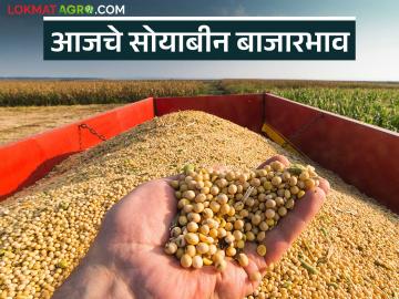 Soybean Bajar Bhav : सोयाबीन आवकेत मोठी घट; कोणत्या बाजारात मिळाले चढे दर वाचा सविस्तर - Marathi News | latest news Soybean Bajar Bhav : Big drop in soybean arrivals; Read in detail in which markets the prices were high | Latest News at Lokmat.com