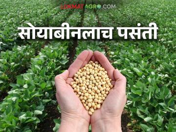 Soybean Crop: मूर्तिजापूरच्या शेतकऱ्यांचा पुन्हा 'सोयाबीन'वर विश्‍वास! वाचा सविस्तर - Marathi News | Soybean Crop: latest news Farmers of Murtijapur have faith in 'soybean' again! Read in detail | Latest News at Lokmat.com
