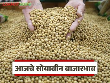 Soybean Bajar Bhav : सोयाबीन बाजारात तेजीचा सुर; जालना-लातूर आघाडीवर वाचा सविस्तर - Marathi News | latest news Soybean Bajar Bhav: Soybean market booming; Jalna-Latur in the lead Read in detail | Latest News at Lokmat.com