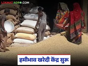Hamibhav Kendra : हमीभाव खरेदीला सुरुवात; 'या' जिल्ह्यात केंद्रे कार्यान्वित वाचा सविस्तर - Marathi News | latest news Hamibhav Kendra: Guaranteed price purchase begins; Centers operational in 'this' district Read in detail | Latest News at Lokmat.com Hamibhav Kendra : हमीभाव खरेदीला सुरुवात; 'या' जिल्ह्यात केंद्रे कार्यान्वित वाचा सविस्तर - Marathi News | latest news Hamibhav Kendra: Guaranteed price purchase begins; Centers operational in 'this' district Read in detail | Latest News at Lokmat.com
