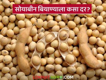 शेतकऱ्यांच्या सोयाबीनला ४,३०० रुपये दर तर बियाणे पोहोचले आठ हजार रुपयांवर - Marathi News | Soybean Seed Price : Farmers' soybean prices hit Rs 4,300, seeds reach Rs 8,000 | Latest News at Lokmat.com शेतकऱ्यांच्या सोयाबीनला ४,३०० रुपये दर तर बियाणे पोहोचले आठ हजार रुपयांवर - Marathi News | Soybean Seed Price : Farmers' soybean prices hit Rs 4,300, seeds reach Rs 8,000 | Latest News at Lokmat.com