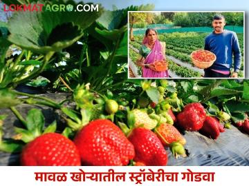 युवा शेतकरी सुरेश यांचा विषमुक्त स्ट्रॉबेरी शेती पॅटर्न करतोय उत्पादन खर्चात बचत - Marathi News | Young farmer Suresh's chemical free strawberry farming pattern saves production costs | Latest News at Lokmat.com