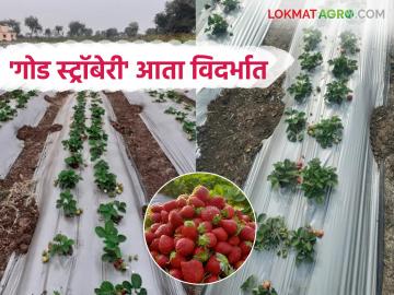 Strawberry Crop : महाबळेश्वरपेक्षा 'गोड स्ट्रॉबेरी' आता विदर्भात; कृषी विद्यापीठात पाच जातींवर संशोधन - Marathi News | Strawberry Crop: 'Sweeter strawberries' now in Vidarbha than Mahabaleshwar; Research on five varieties at Agricultural University | Latest News at Lokmat.com