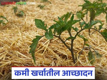 उन्हाळ्यात पाणी बचतीसाठी कमी खर्चातील सोप्या पिक आच्छादन पद्धती कोणत्या? वाचा सविस्तर - Marathi News | What are the simple, low-cost crop mulching methods to save water in summer? Read in detail | Latest News at Lokmat.com उन्हाळ्यात पाणी बचतीसाठी कमी खर्चातील सोप्या पिक आच्छादन पद्धती कोणत्या? वाचा सविस्तर - Marathi News | What are the simple, low-cost crop mulching methods to save water in summer? Read in detail | Latest News at Lokmat.com