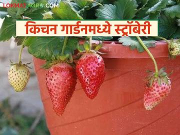 Strawberry Cultivation : परसबागेत किंवा टेरेसवर करा स्ट्रॉबेरी लागवड, ही सोपी पद्धत, वाचा सविस्तर  - Marathi News | Latest News Plant strawberries in your backyard or on your terrace, see simple method, read in detail | Latest News at Lokmat.com
