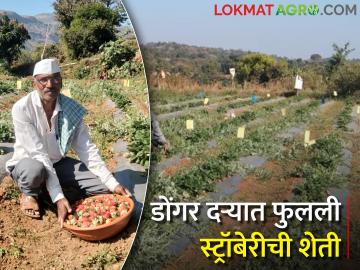 डोंगर दऱ्यात फुलली स्ट्रॉबेरीची शेती, अकोले तालुक्यातील शेतकऱ्याची यशोगाथा  - Marathi News | Successful experiment of organic strawberry farming success story farmer in Akole taluka | Latest News at Lokmat.com