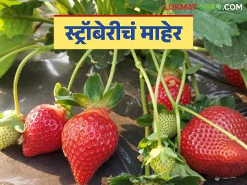 Mahabaleshwar Strawberry : महाबळेश्वरच्या मातीत पिकतेय १४ प्रकारची स्ट्रॉबेरी! जाणून घेऊया सविस्तर - Marathi News | Mahabaleshwar Strawberry : 14 types of strawberries are grown in the soil of Mahabaleshwar! Let's see in detail | Latest News at Lokmat.com