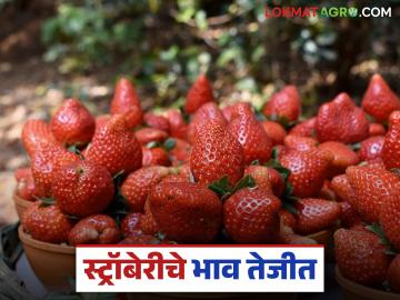 गेल्या वर्षीच्या तुलनेत स्ट्रॉबेरीच्या दरात मोठी वाढ; वाचा किलोला काय मिळतोय दर? - Marathi News | Strawberry prices have increased significantly compared to last year; Read what price is being paid per kilo? | Latest News at Lokmat.com