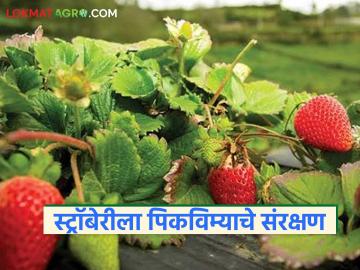 Pik Vima Yojana : स्ट्रॉबेरीलाही मिळालं पीक विमा संरक्षण, नाशिकच्या शेतकऱ्यांना महत्वाचे! - Marathi News | Latest News Strawberries also get crop insurance coverage, important for Nashik farmers | Latest News at Lokmat.com