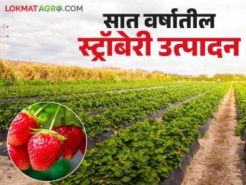 Agriculture News : भात, नागलीच्या शेतात स्ट्रॉबेरी फुलू लागली, सात वर्षांत पाचपट वाढले उत्पादन - Marathi News | Latest News Agriculture News Strawberries started blooming in paddy, nagli fields, production increased | Latest News at Lokmat.com